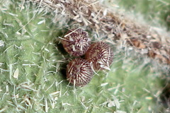 Colobochyla salicalis