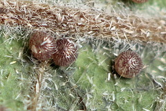 Colobochyla salicalis