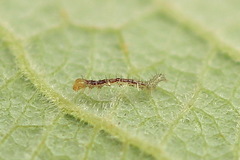 Colobochyla salicalis