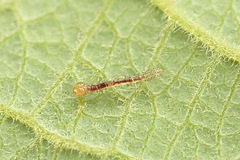 Colobochyla salicalis