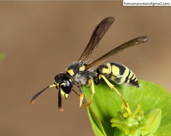 Jucancistrocerus