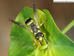 Jucancistrocerus