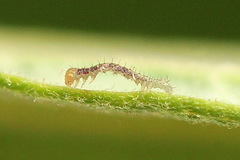 Colobochyla salicalis