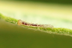 Colobochyla salicalis