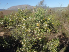 Macrostylis squarrosa