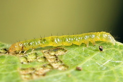 Colobochyla salicalis