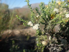 Macrostylis squarrosa