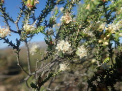 Macrostylis squarrosa