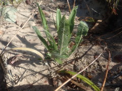 Pelargonium ellaphieae