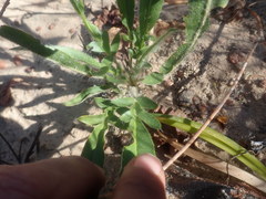Pelargonium ellaphieae