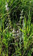 Stachys nigricans