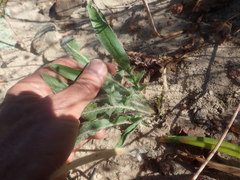 Pelargonium ellaphieae