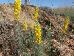 Lebeckia sepiaria