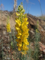 Lebeckia sepiaria