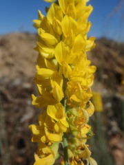 Lebeckia sepiaria