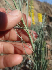 Lebeckia sepiaria
