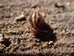 Caprainea echinata
