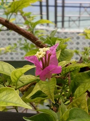 Bougainvillea