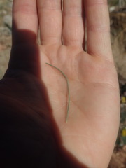 Lebeckia sepiaria