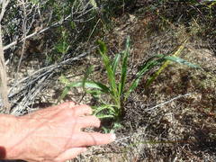 Pelargonium ellaphieae