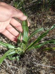 Pelargonium ellaphieae