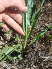 Pelargonium ellaphieae