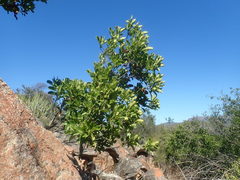 Euclea natalensis capensis