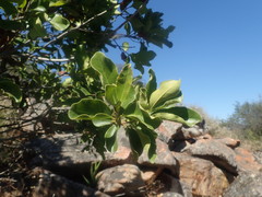 Euclea natalensis capensis