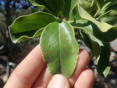 Euclea natalensis capensis