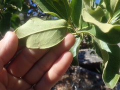 Euclea natalensis capensis