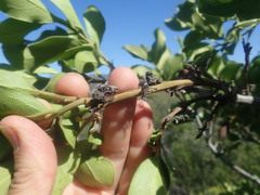 Euclea natalensis capensis