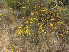 Oncosiphon grandiflorus