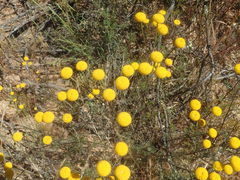 Oncosiphon grandiflorus