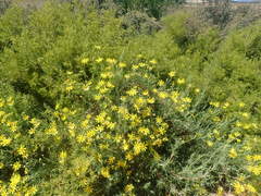 Othonna leptodactyla