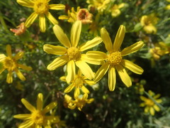 Othonna leptodactyla