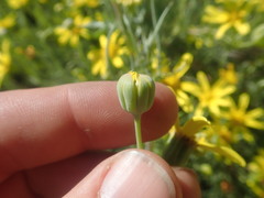 Othonna leptodactyla