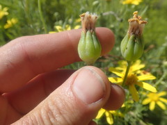 Othonna leptodactyla