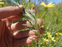 Othonna leptodactyla