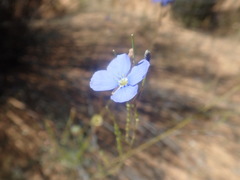 Heliophila acuminata