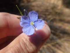 Heliophila acuminata