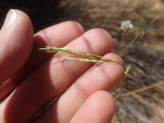 Heliophila acuminata