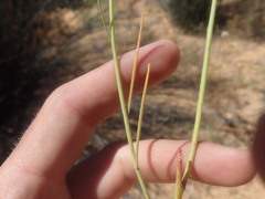 Heliophila acuminata
