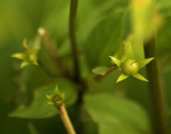 Lysimachia terrestris