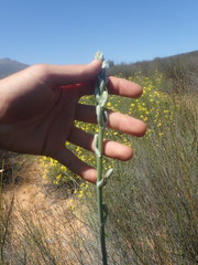 Albuca clanwilliamae-gloria