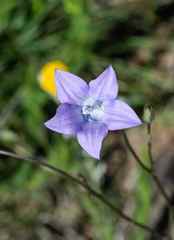 Wahlenbergia appressifolia
