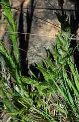 Wahlenbergia appressifolia