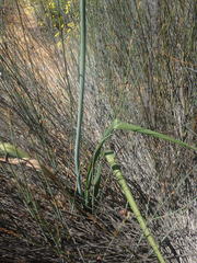 Albuca clanwilliamae-gloria