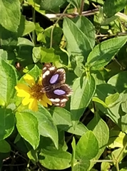Junonia oenone oenone
