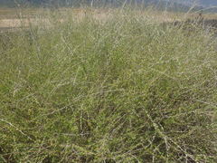 Aspalathus spinescens lepida