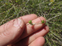 Aspalathus spinescens lepida